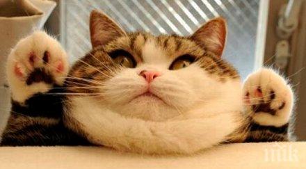 ветеринари спасиха лаком котарак сигурна смърт