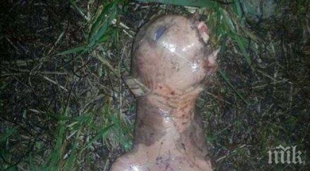 труп извънземно предизвика сензация интернет