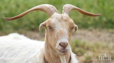 агресивен пръч напада благоевградско село погна дядо полицай електрошок