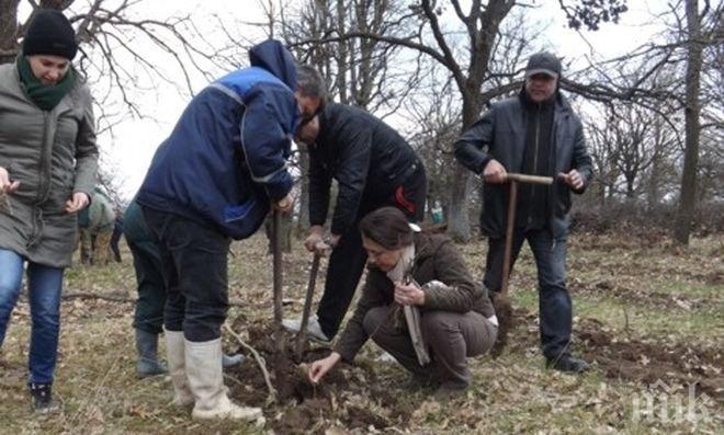 Засаждат 2500 фиданки на Витоша