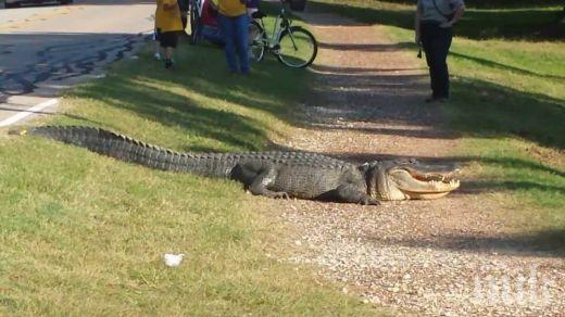 Кошмар! Огромен алигатор се разхожда по улиците на Хюстън