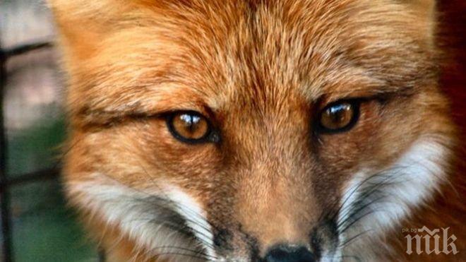 Самолети ще разпръснат примамки срещу бяс при дивите хищници