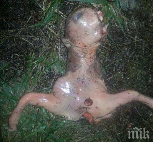 Труп на извънземно предизвика сензация в интернет