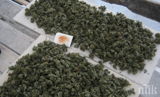 Уплашен селянин от Айтоско сам си даде марихуаната на ченгетата