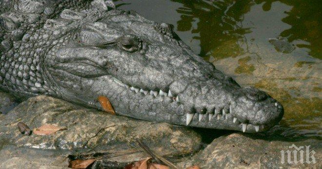 360-килограмов алигатор на улицата уплаши жителите на Хюстън