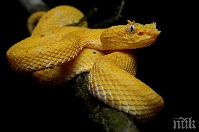 180-сантиметрова боа в парк