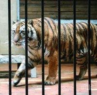 Странно, но възможен факт! Пирани и тигри стават надзиратели на затворници в Индонезия