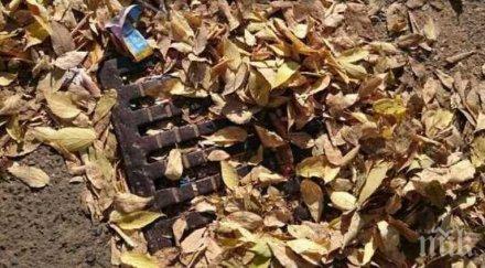 есенните листа запушват бургаската канализацията