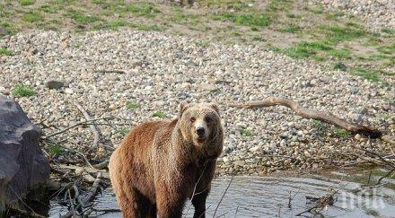 началото годината регистриранио мечки смолянско