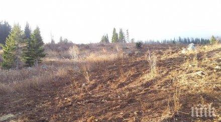 първо пик сеч витоша договора почистване сечището