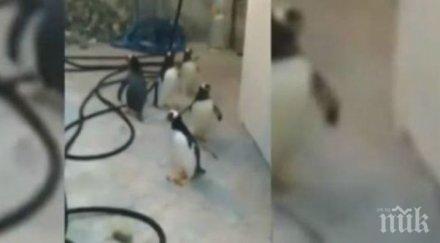 престъпен пингвини организираха бягство зоопарк видео