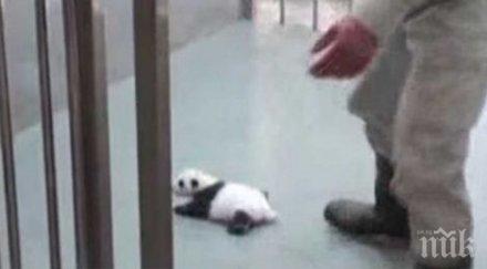 малката панда зоопарка вашингтон проходи видео