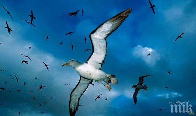 Птиците предпочитат любовта пред храната