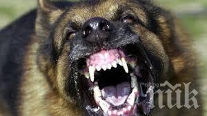 Ужас! Огромно куче нападна малко дете, скалпира го, разкъса бузите и устните му