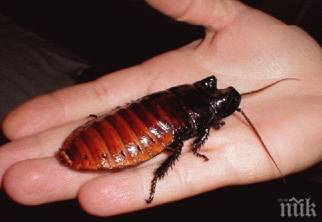 Захапката на хлебарките е пет пъти по-силна от човешката 