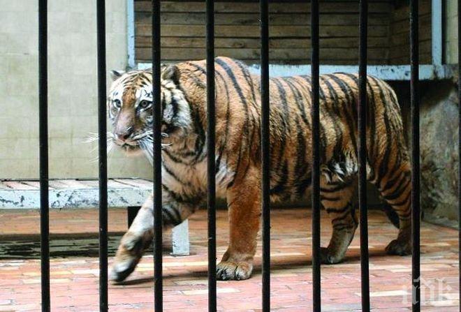 Странно, но възможен факт! Пирани и тигри стават надзиратели на затворници в Индонезия