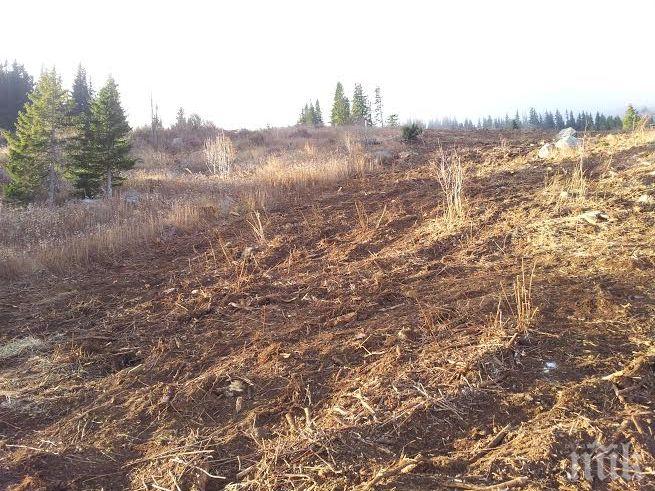 Първо в ПИК! Няма сеч на Витоша! Ето го договора за почистване на сечището!
