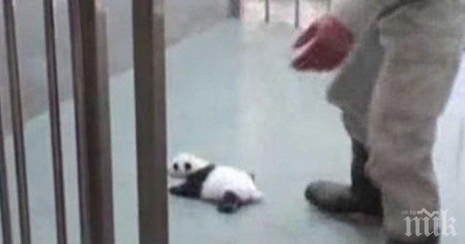 Най-малката панда във зоопарка на Вашингтон проходи (видео)