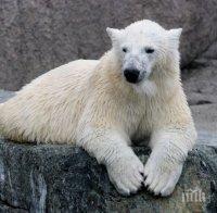 В зоологическата градина в Кълъмбъс се роди полярно мече