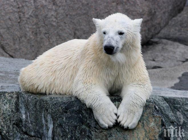 В зоологическата градина в Кълъмбъс се роди полярно мече