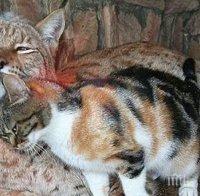 Бездомно коте се промъкна в зоогическа градина и намери най-необичайния си приятел!