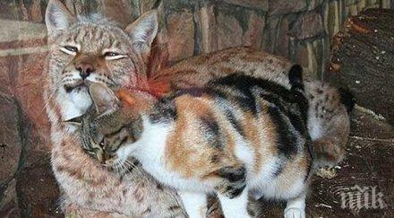 бездомно коте промъкна зоогическа градина намери необичайния приятел