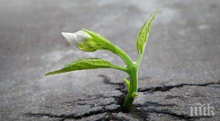 борба живот растения отказват цъфтят