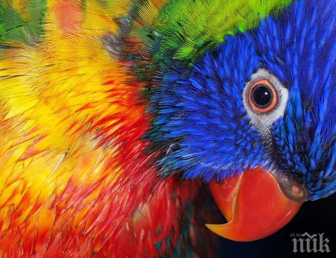 Полицията откри откраднат папагал по любимия му поздрав 