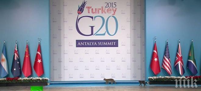 Котета станаха атракция на срещата на Г-20 (видео)