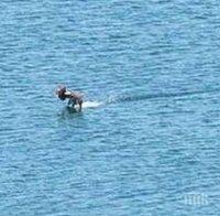 Странен звяр-хем куче, хем влечуго изплува в залив край Бургас (снимки)