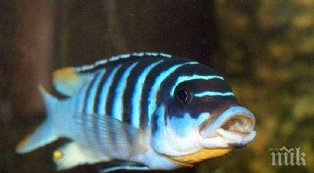 човешки ген осуети регенерацията риба зебра
