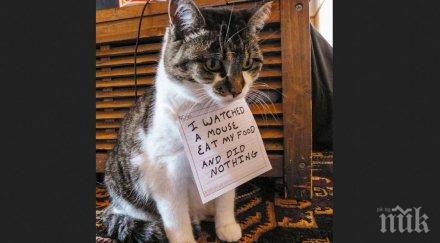 котките интересни криминални деяния