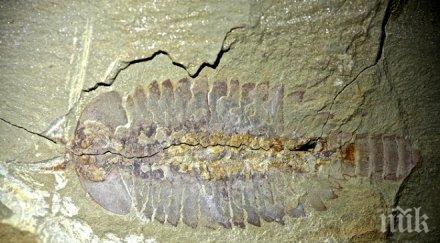 учени откриха фосилизиран мозък членестоного 520 милиона години