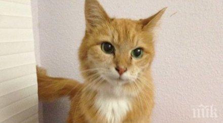 котка спасила стопанката стана герой годината