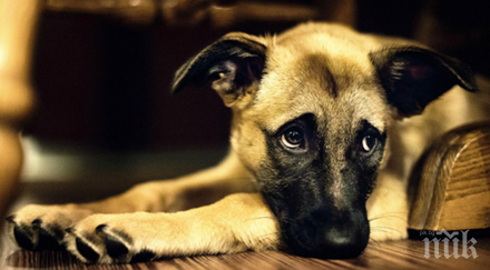 силистренска община започват проверки безстопанствени кучета