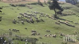 крути мерки животни без овчар колят изгарят