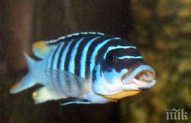 Човешки ген осуети регенерацията у риба зебра 