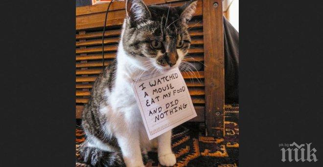 Котките с най-интересни „криминални“ деяния