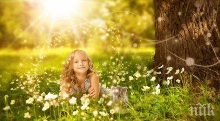 шест български града дърво правата децата