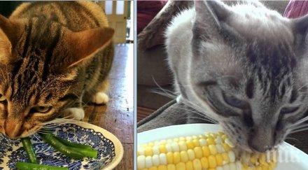 можеш представиш ядат котките бяха снимки