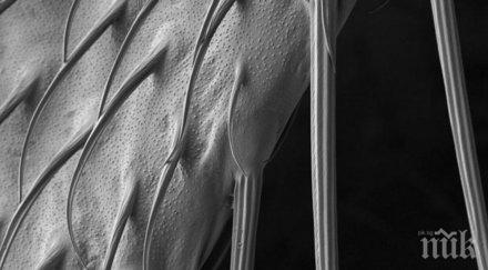 обикновените неща заобикалят погледнати микроскоп уникално вълнуващо