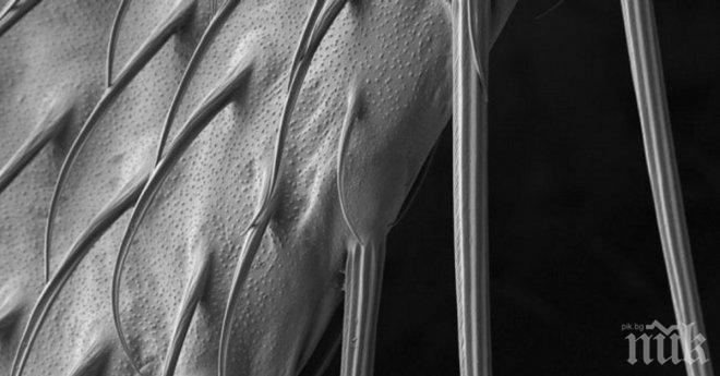 Обикновените неща, които ни заобикалят, погледнати през микроскоп. Уникално и вълнуващо!