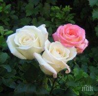 Феномен: Петрич посреща зимата с цъфнали рози
