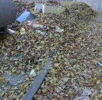 Непочистени листа запушват отточните канали в Русе
