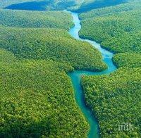 Половината от дървесните видове в басейна на Амазонка са застрашени 