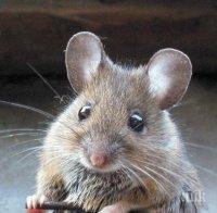 Настъпление на мишки, повишен е рискът от туларемия