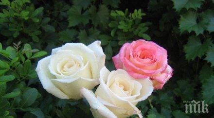 феномен петрич посреща зимата цъфнали рози