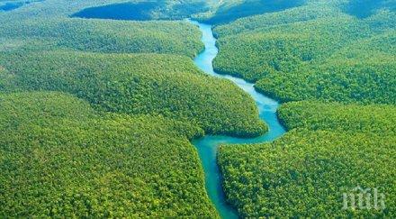 половината дървесните видове басейна амазонка застрашени