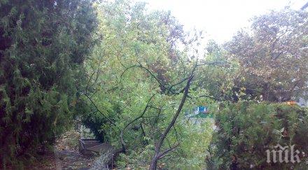 страшен ураганен вятър вилнее столицата