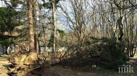 извънредно пик софия става опасно аномалия температурите градуса бушува ураган дървета южния парк чупят клечки зъби